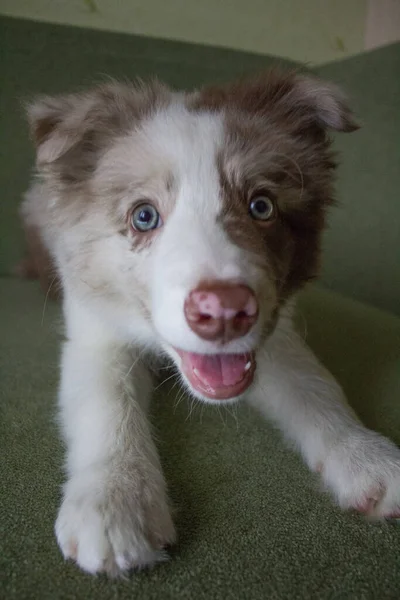 Portrait Cute Dog Blue Eyes — Stockfoto
