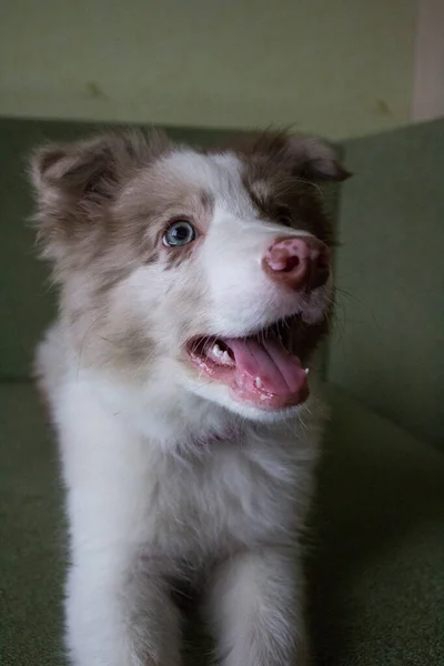 Portrait Cute Dog Blue Eyes — Zdjęcie stockowe