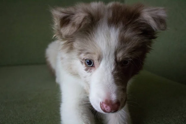 Portret Uroczego Psa Niebieskimi Oczami — Zdjęcie stockowe