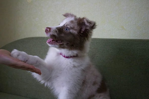 Potret Anjing Yang Lucu — Stok Foto