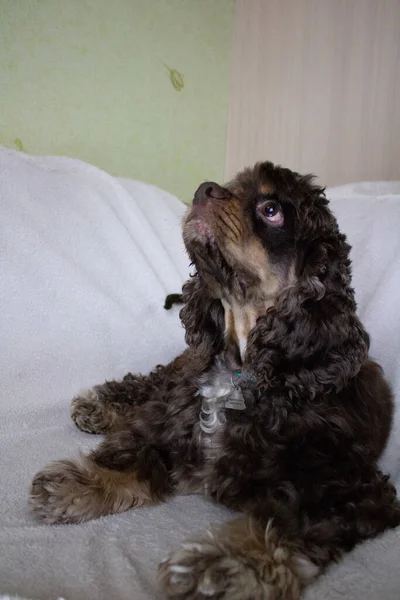 Милая Собака Лежащая Кровати — стоковое фото