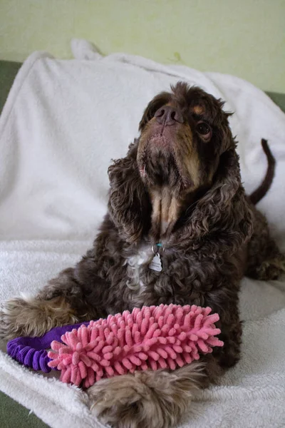 stock image cute dog lying on a bed