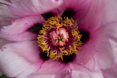 Makroda şakayık çiçekleri