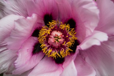 Makroda şakayık çiçekleri