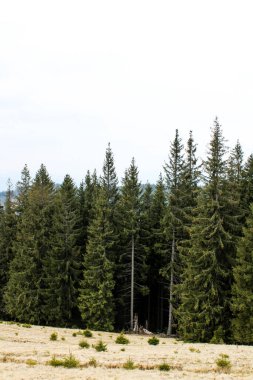 Dağlardaki ağaçlar ve ormanlar