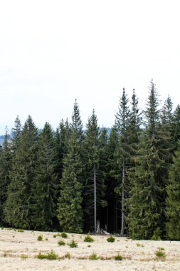 Çam ağaçları yamaca