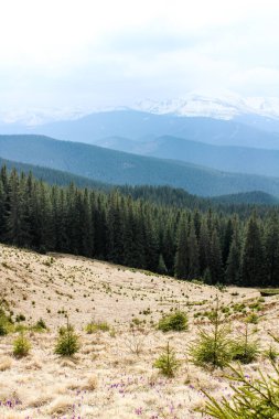 Güzel bir ormanı olan dağ manzarası
