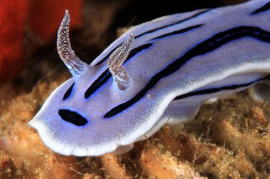 Bir Kromodoris Willani Nudidal 'ın (Willans Chromodoris) yakın çekimi. Anilao, Filipinler