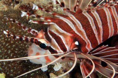 Spotfin Lionfish yakın çekim (Pterois antennata). Anilao, Filipinler