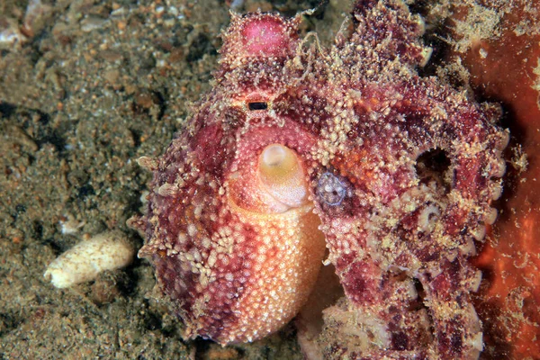 Jed Ocellate Octopus Amphioctopus Mototi Také Znám Jako Mototi Octopus — Stock fotografie