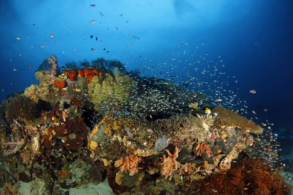 Colorido Arrecife Coral Repleto Vida Fam Raja Ampat Indonesia — Foto de Stock