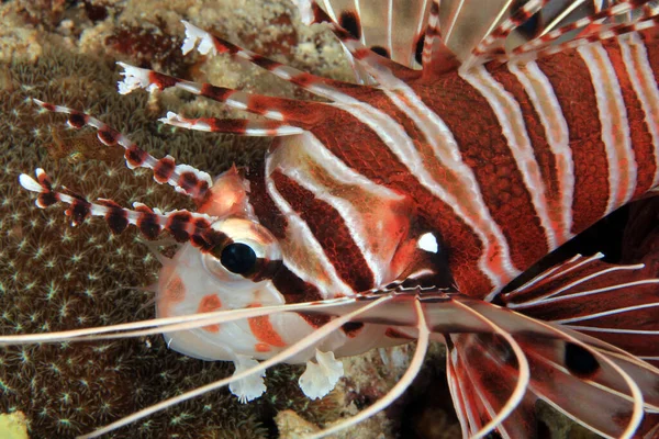 Спотфин Lionfish Closup Pterois Fallata Анилао Филиппины — стоковое фото