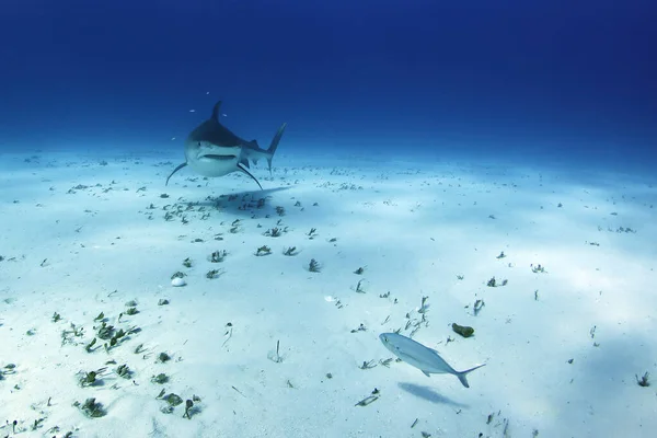 Tiger Shark Galeocerdo Cuvier Approaching Sand Bottom Tiger Beach Bahamas — Stock Photo, Image