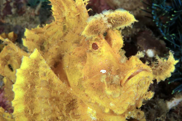 Κοντινό Πλάνο Του Κίτρινου Weedy Scorpionfish Rhinopias Frondosa Anilao Φιλιππίνες — Φωτογραφία Αρχείου