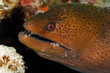 Dev Moray Yılanbalığı (Gymnothorax javanicus). Kuzey Erkek Adası, Maldivler