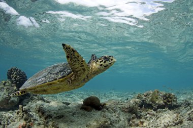 Hawksbill Turtle (Eretmochelys imbricata) Swimming in Shallow Water. Helengeli, North Male Atoll, Maldives clipart