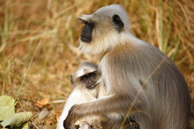 Gray Langur Baby Feeding from Its Mothers Breast. Kanha National Park, Madya Pradesh, India