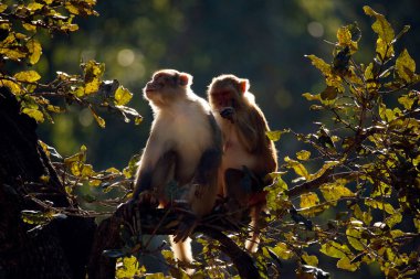 Rhesus Macaques (Macaca mulatta) on Branch, in Morning Sun. Jim Corbett National Park, India