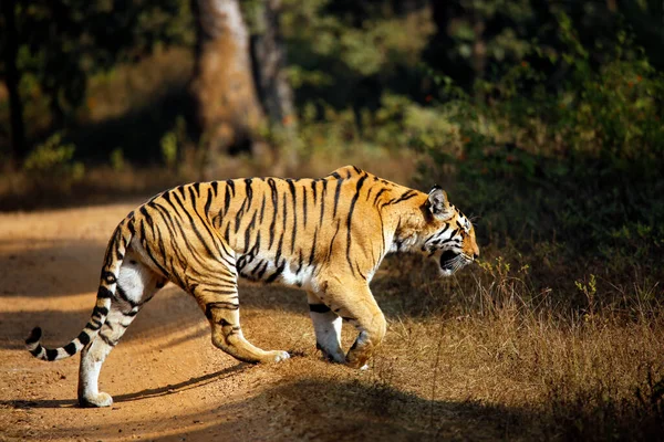 Bengal Tiger Panthera Tigris Tigris Walking Pench National Park India Stockbild