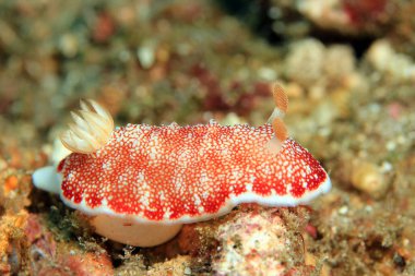Goniobranchus reticulatus nudidal. Padang Bai, Bali, Endonezya