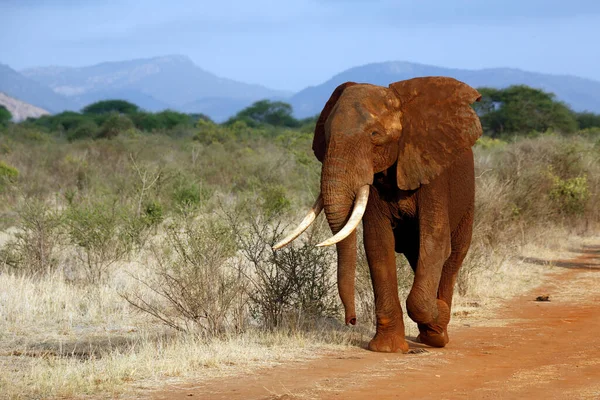 Tsavo Red Elephant Approaching Dirt Road Tsavo East Kenya — Stock Photo, Image