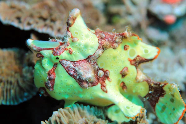 Clown Frogfish Antennarius Maculatus Também Conhecido Por Warty Frogfish Flores — Fotografia de Stock
