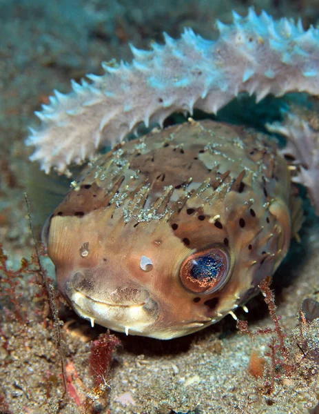 Σκαντζόχοιρος Μακριάς Σπονδυλικής Στήλης Diodon Holocanthus Άλλως Freckled Porcupinefish Padang — Φωτογραφία Αρχείου