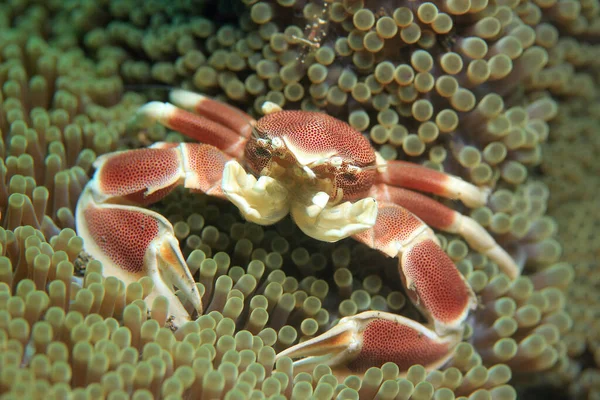 Spotted Porcelain Crab Neopetrolisthes Maculatus Anemone Puri Jati Bali Indonesia — Stock Photo, Image
