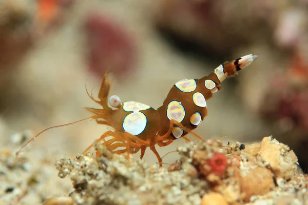 Squat Shrimp Thor Amboinensis Padang Bai Bali Indonesia — Stock Photo, Image