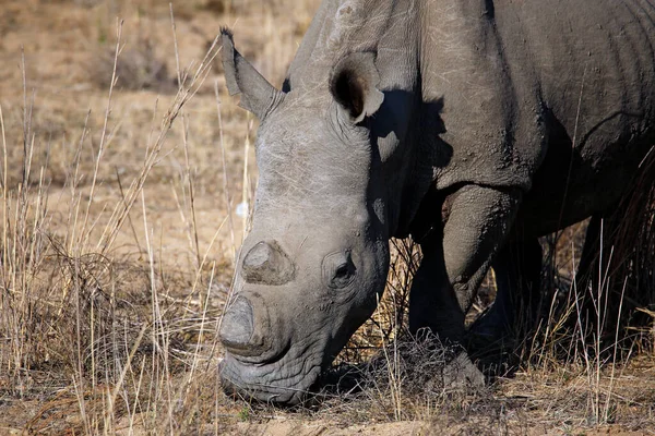 Κοντινό Πλάνο Ενός Grazing White Rhino Ceratotherium Simum Πρησμένα Κέρατα — Φωτογραφία Αρχείου