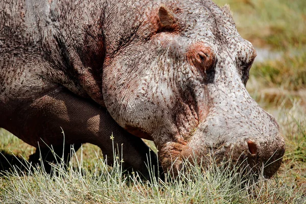 Close Hippopotamus Grazing Hippopotamus Amphibius Amboseli Kenia — Foto de Stock