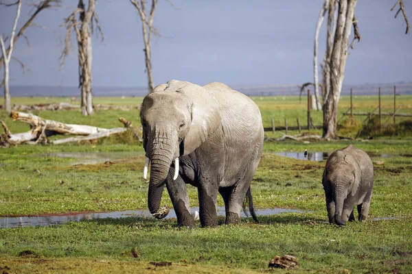 Elefante Africano Con Ternera Loxodonta Africana Alimentación Amboseli Kenia — Foto de Stock