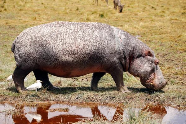 Hippopotamus Hippopotamus Amphibius Grazing Waterhole Amboseli Kenia — Foto de Stock