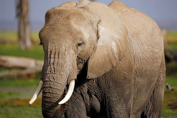 Primer Plano Elefante Africano Loxodonta Africana Amboseli Kenia — Foto de Stock