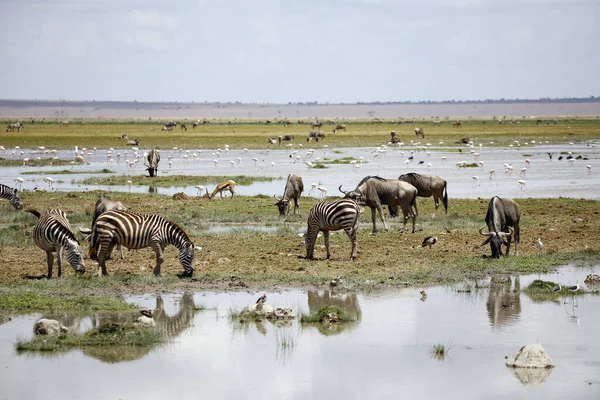 Savannah Paisaje Con Cebras Ñus Flamencos Amboseli Kenia —  Fotos de Stock