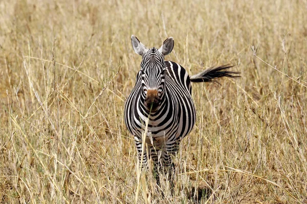 Zebra High Grass Facing Camera Amboseli Kenya — Stock Photo, Image