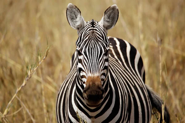 Primo Piano Una Zebra Fronte Alla Telecamera Amboseli Kenya — Foto Stock