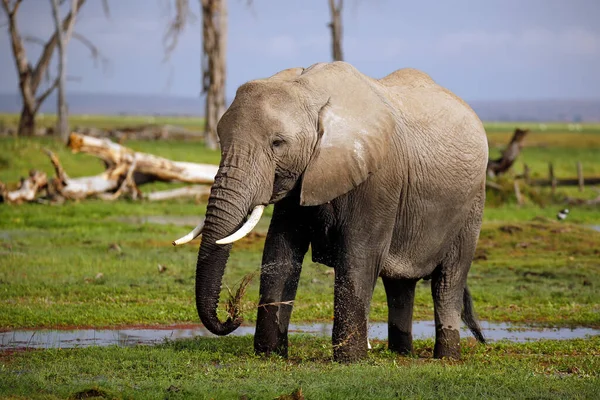 African Elephant Loxodonta Africana Standing Marsh Feeding Amboseli Kenya — Stock Photo, Image