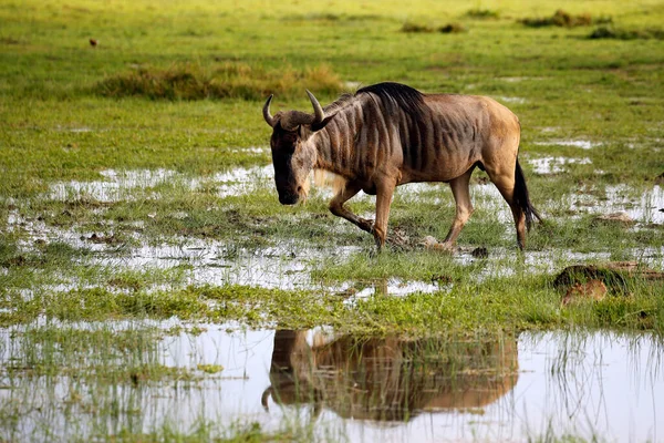 Blue Wildebeest Connochaetes Taurinus Wading Marshland Amboseli Kenya — Stock Photo, Image