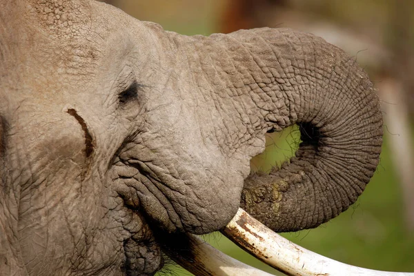 Närbild Afrikansk Elefant Loxodonta Africana Utfodring Amboseli Kenya — Stockfoto