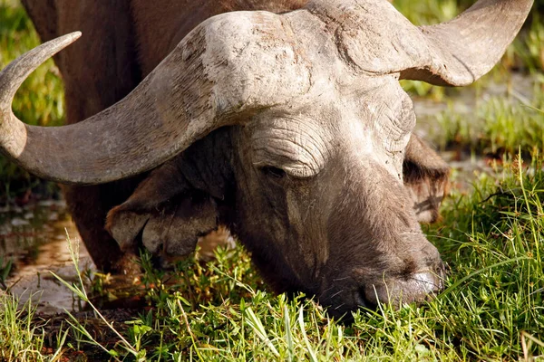 Close Africano Buffalo Grazing Syncerus Caffer Caffer Aka Cape Buffalo — Fotografia de Stock