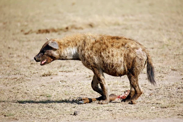 Spotted Hyena Crocuta Crocuta Wildebeest Leg Amboseli Kenya — Stock Photo, Image
