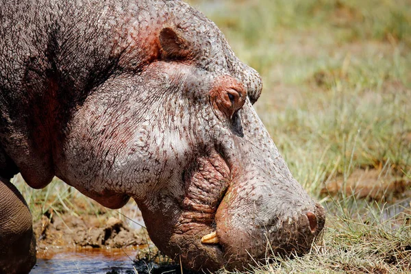 Крупный План Выпаса Гиппопотама Hippopotamus Amphibius Амбосели Кения — стоковое фото