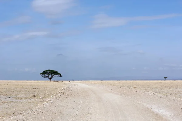 肯尼亚Amboseli国家公园的Dirt Road和Acacia Tree — 图库照片