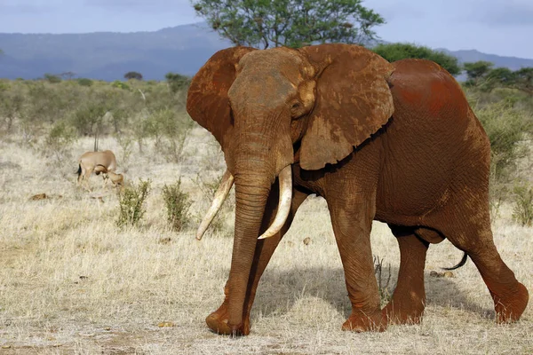 Elefante Rojo Tsavo Pasando Interino Molestado Tsavo East Kenia — Foto de Stock