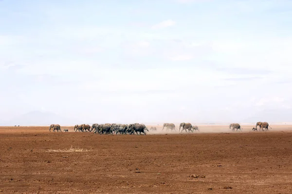 非洲象群穿过干涸的安博塞里湖 肯尼亚安博塞利 — 图库照片