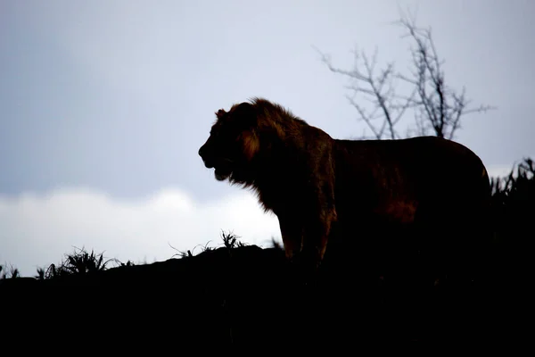 Silhouette of a Male Lion, at Dusk. Taita Hills, Kenya
