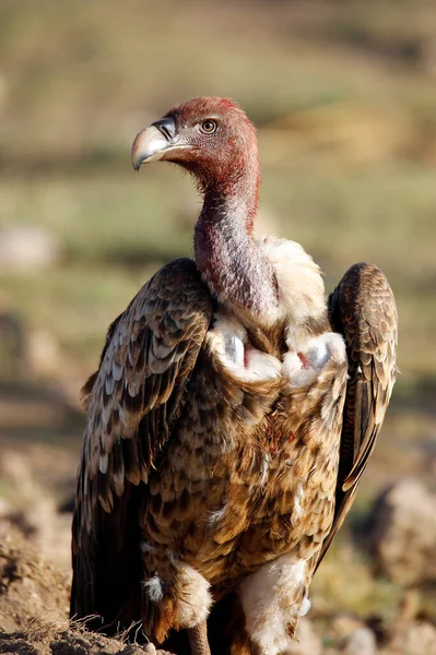 プロファイル Vulture を展開します ケニアのアンボゼリ — ストック写真