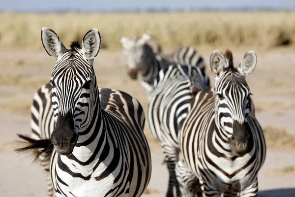 Zebrák Néztek Kamerába Amboseli Kenya — Stock Fotó