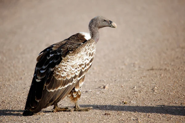 Ruppells Vulture Profile Sur Dirt Road Amboseli Kenya — Photo